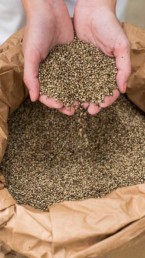Hands holding hemp seeds
